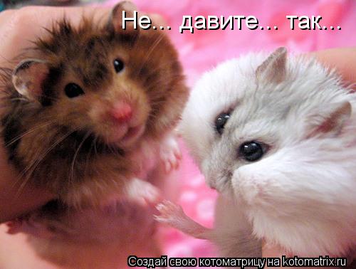Котоматрица: Не... давите... так...