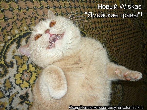 Котоматрица: Новый Wiskas "Ямайские травы"!