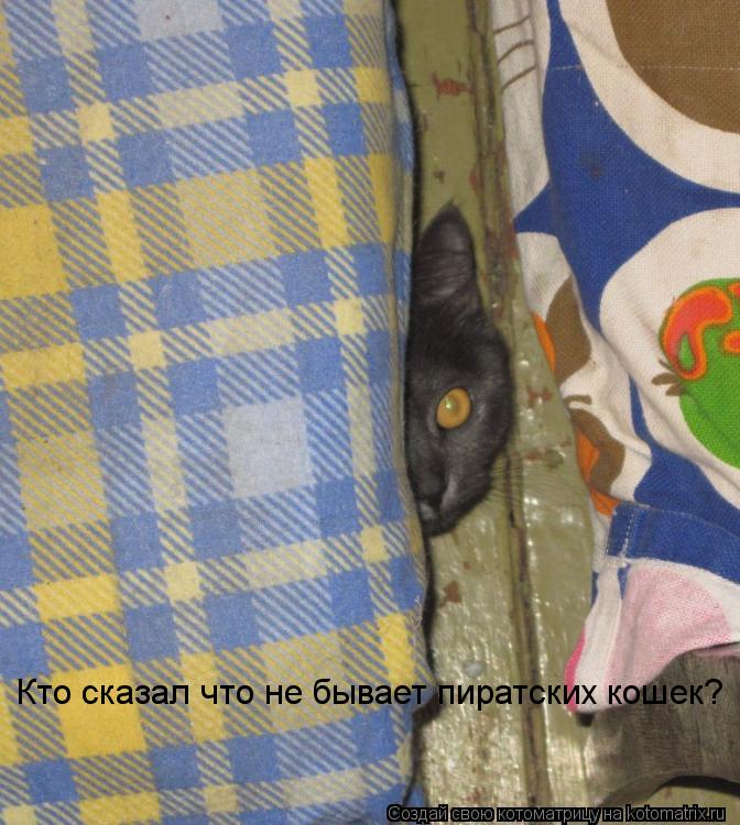 Котоматрица: Кто сказал что не бывает пиратских кошек?