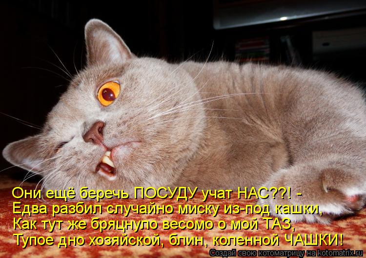 Они ещё беречь ПОСУДУ учат НАС??! - Едва разбил случайно миску из-под кашки, Как тут же бряцнуло весо... Котоматрица: Они ещё беречь ПОСУДУ учат НАС??! - Едва разбил случайно миску из-под кашки, Как тут же бряцнуло весомо о мой ТАЗ, Тупое дно хозяйской, блин, ко