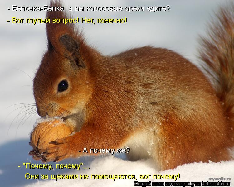 - Белочка-Белка, а вы кокосовые орехи едите? - Вот глупый вопрос! Нет, конечно! - А почему же? - "Поч... Котоматрица: - Белочка-Белка, а вы кокосовые орехи едите? - Вот глупый вопрос! Нет, конечно! - А почему же? - "Почему, почему"... Они за щеками не помещаются, во
