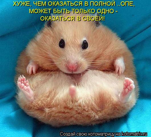 Котоматрица: ХУЖЕ, ЧЕМ ОКАЗАТЬСЯ В ПОЛНОЙ ..ОПЕ,  МОЖЕТ БЫТЬ ТОЛЬКО ОДНО -  ОКАЗАТЬСЯ В СВОЕЙ!