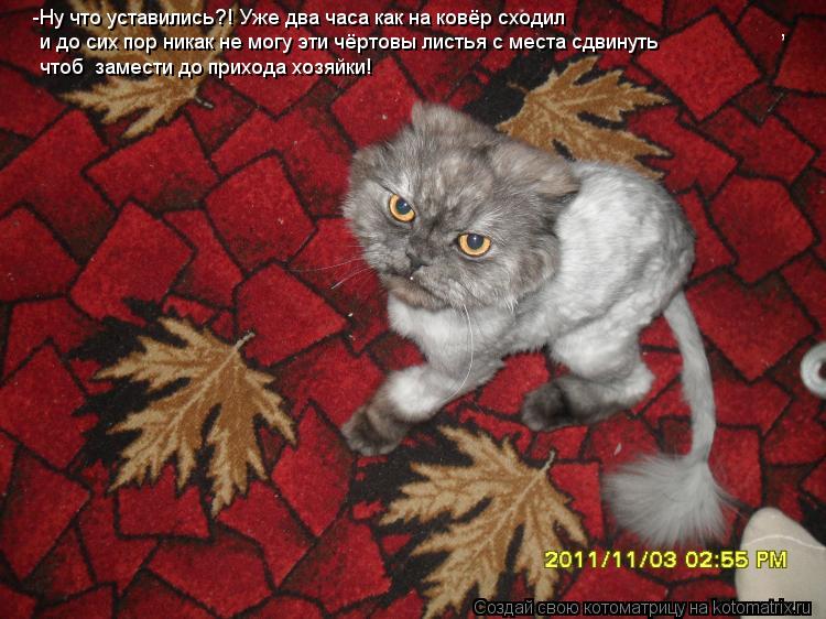 Котоматрица: , -Ну что уставились?! Уже два часа как на ковёр сходил и до сих пор никак не могу эти чёртовы листья с места сдвинуть чтоб  замести до прихода 