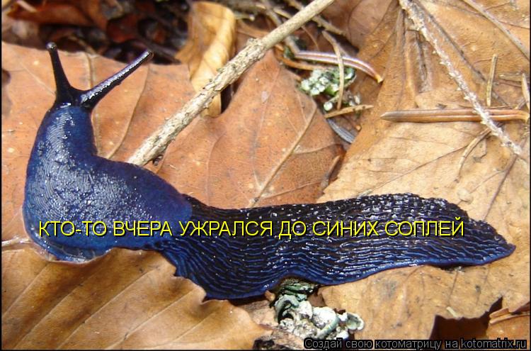 Котоматрица: КТО-ТО ВЧЕРА УЖРАЛСЯ ДО СИНИХ СОПЛЕЙ
