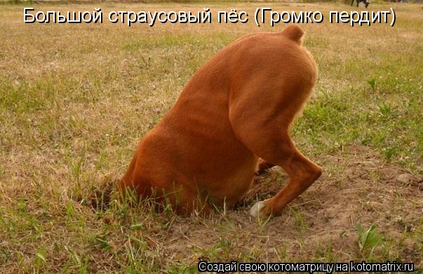Котоматрица: Большой страусовый пёс (Громко пердит)