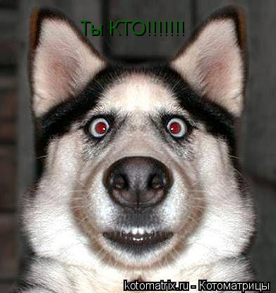 Котоматрица: Ты КТО!!!!!!!