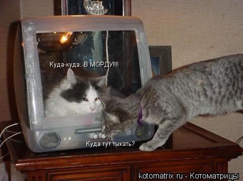 Куда тут тыкать? Куда-куда. В МОРДУ!!!!... Котоматрица: Куда тут тыкать? Куда-куда. В МОРДУ!!!!