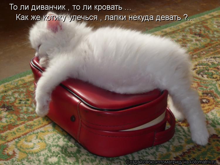Котоматрица: То ли диванчик , то ли кровать ... Как же котику улечься , лапки некуда девать ?..