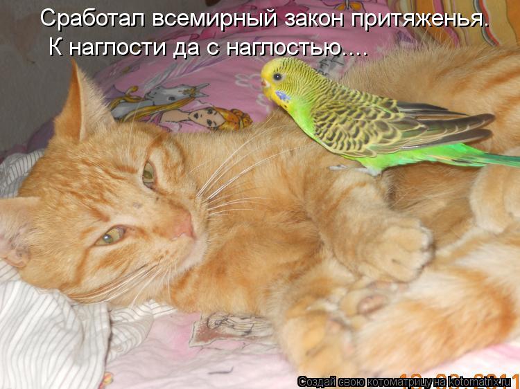 Сработал всемирный закон притяженья. К наглости да с наглостью....... Котоматрица: Сработал всемирный закон притяженья. К наглости да с наглостью....