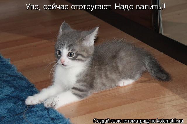 Котоматрица: Упс, сейчас ототругают. Надо валить!!