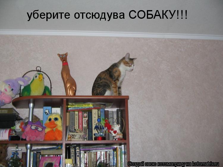 Котоматрица: уберите отсюдува СОБАКУ!!!