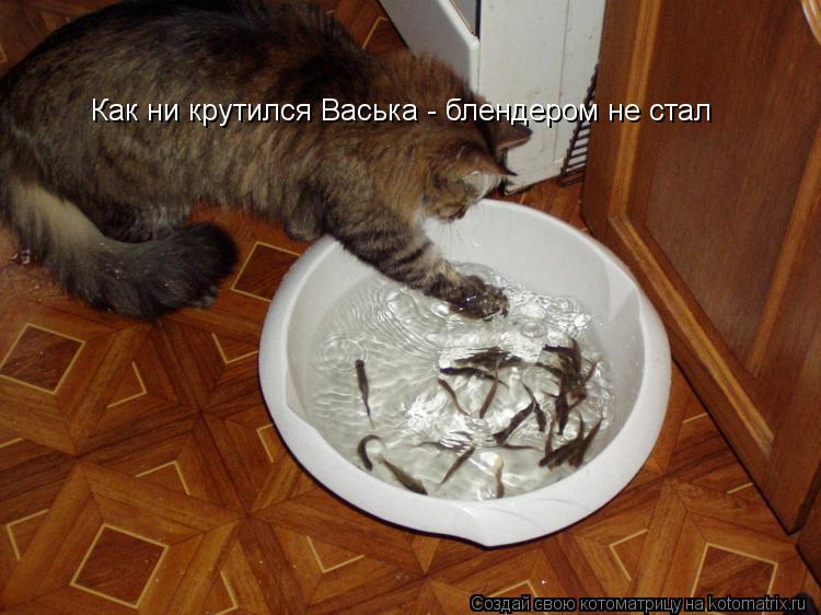 Котоматрица: Как ни крутился Васька - блендером не стал