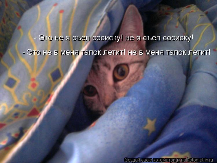 Котоматрица: - Это не я съел сосиску! не я съел сосиску!  - Это не в меня тапок летит! не в меня тапок летит!