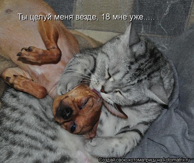 Котоматрица: Ты целуй меня везде, 18 мне уже.....