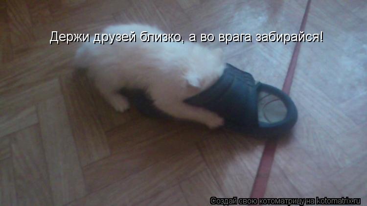 Котоматрица: Держи друзей близко, а во врага забирайся!