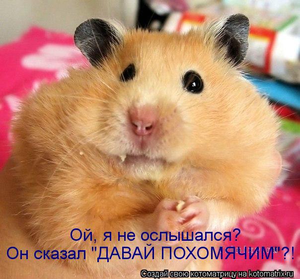 Котоматрица: Он сказал "ДАВАЙ ПОХОМЯЧИМ"?! Ой, я не ослышался?