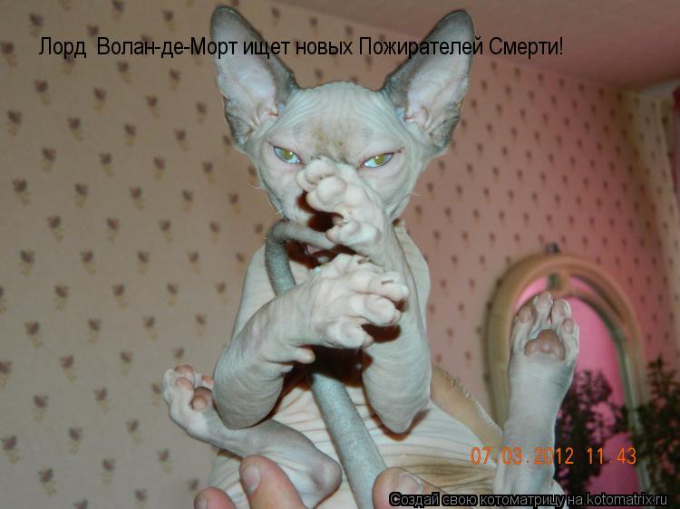 Котоматрица: Лорд  Волан-де-Морт ищет новых Пожирателей Смерти!