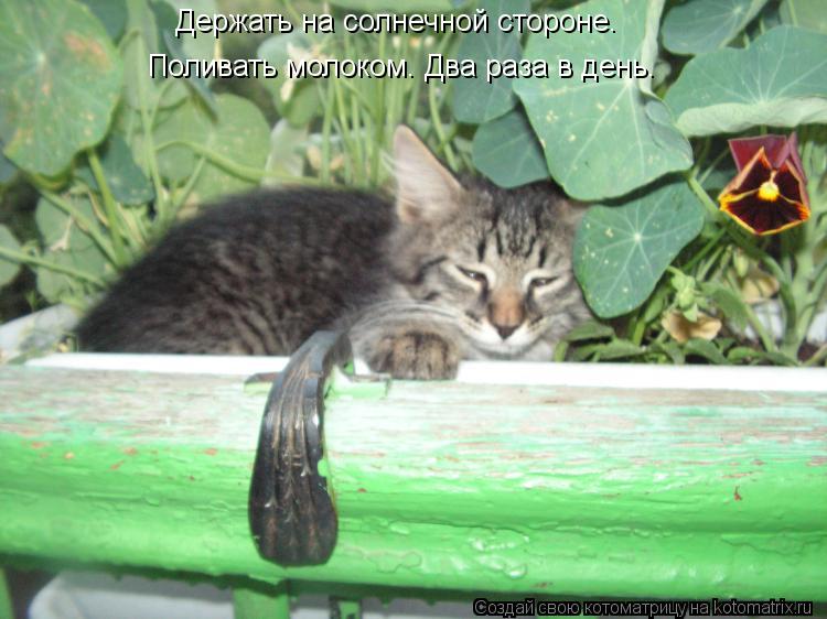 Котоматрица: Поливать молоком. Два раза в день. Держать на солнечной стороне.