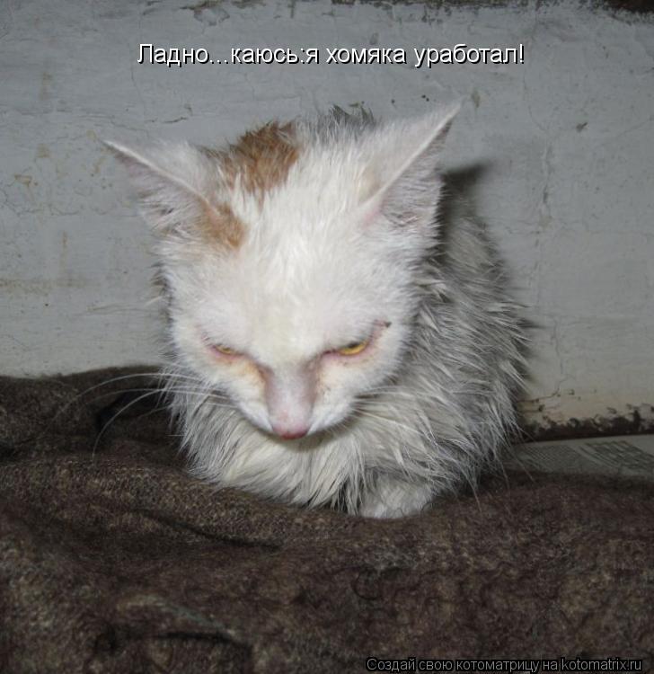 Котоматрица: Ладно...каюсь:я хомяка уработал!