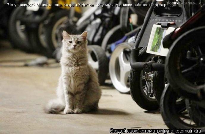 Котоматрица: "Че уставился? Мотик хочешь стырить? Нет не получится! На линии работает "кот-охранник"