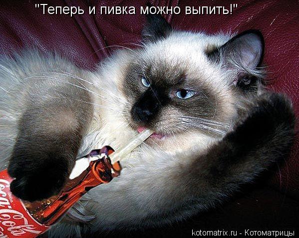 Котоматрица: "Теперь и пивка можно выпить!"