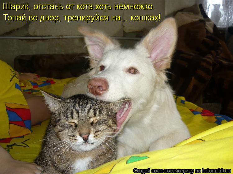 Котоматрица: Шарик, отстань от кота хоть немножко.  Топай во двор, тренируйся на... кошках!