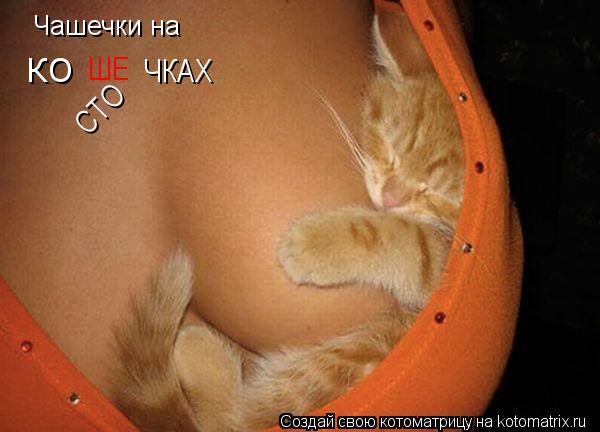 Котоматрица: Чашечки на  ЧКАХ ШЕ СТО КО