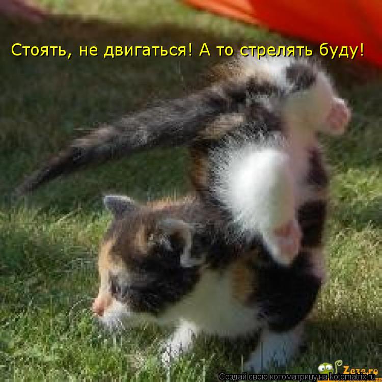 Котоматрица: Стоять, не двигаться! А то стрелять буду!