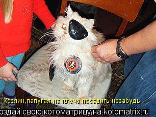 Котоматрица: Хозяин,папугая на плечо посадить незабудь.