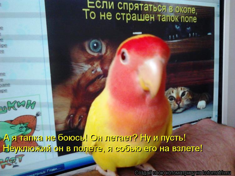 Котоматрица: А я тапка не боюсь! Он летает? Ну и пусть!  Неуклюжий он в полете, я собью его на взлете!