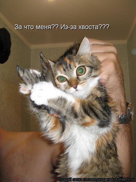 Котоматрица: За что меня?? Из-за хвоста???
