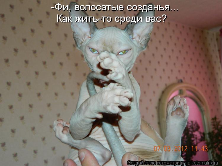 Котоматрица: -Фи, волосатые созданья... Как жить-то среди вас?