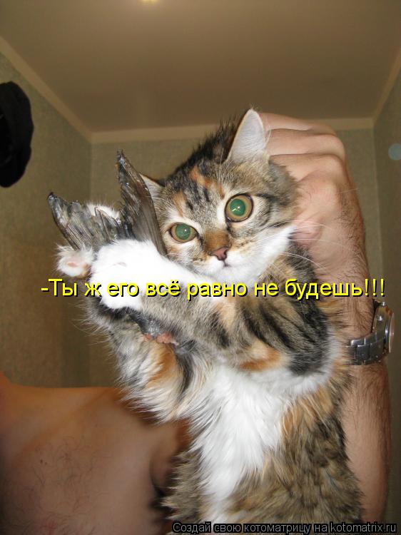 Котоматрица: -Ты ж его всё равно не будешь!!!