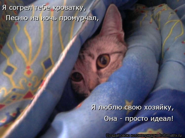 Котоматрица: Песню на ночь промурчал, Она - просто идеал! Я люблю свою хозяйку, Я согрел тебе кроватку,