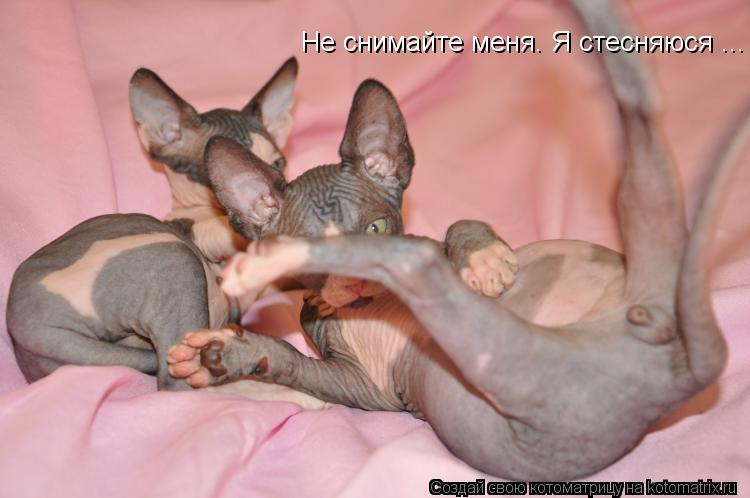 Котоматрица: Не снимайте меня. Я стесняюся ...