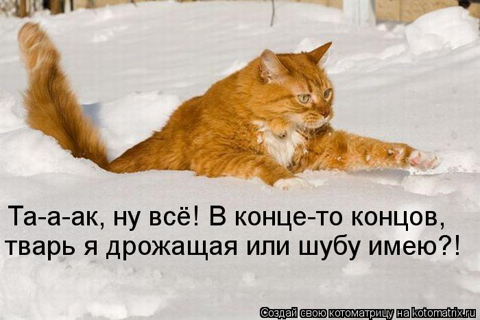 Котоматрица: Та-а-ак, ну всё! В конце-то концов, тварь я дрожащая или шубу имею?!