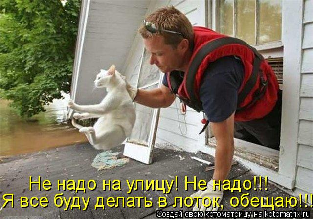 Котоматрица: Я все буду делать в лоток, обещаю!!! Не надо на улицу! Не надо!!!