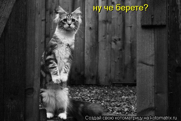 Котоматрица: ну че берете?