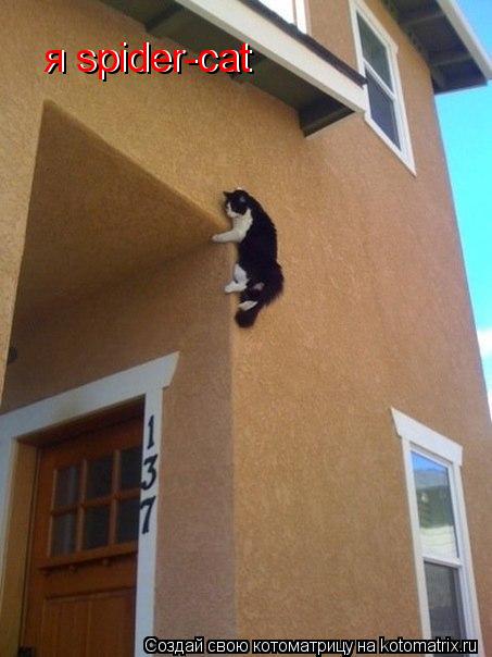 Котоматрица: я spider-cat я spider-cat