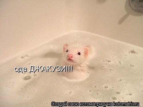 Котоматрица: ода ДЖАКУЗИ!!!