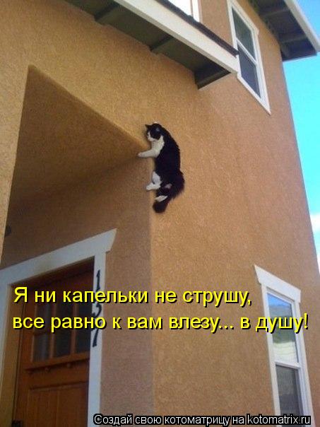 Котоматрица: Я ни капельки не струшу,  все равно к вам влезу... в душу!