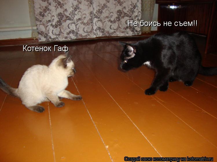 Котоматрица: Котенок Гаф Не боись не съем!!