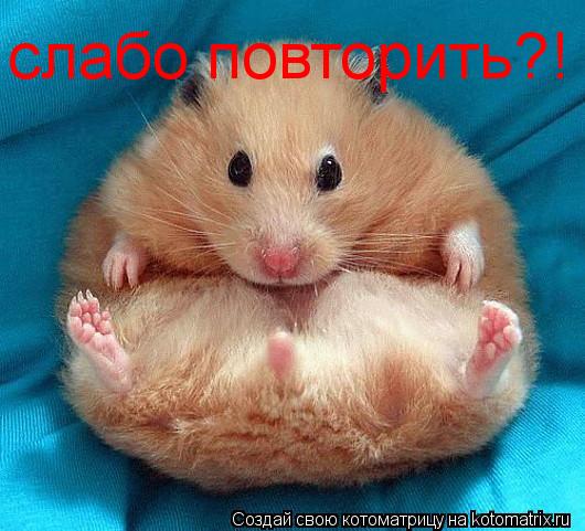 Котоматрица: слабо повторить?!