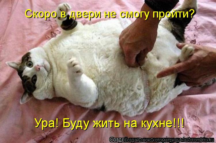 Ура! Буду жить на кухне!!! Скоро в двери не смогу пройти?... Котоматрица: Ура! Буду жить на кухне!!! Скоро в двери не смогу пройти?