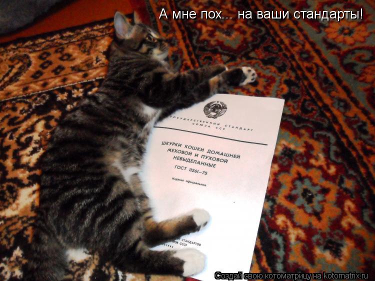 Котоматрица: А мне пох... на ваши стандарты!