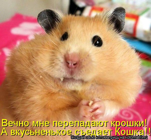 Котоматрица: Вечно мне перепадают крошки! А вкусьненькое съедает Кошка!!!