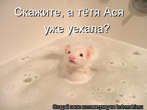Котоматрица: Скажите, а тётя Ася  уже уехала?