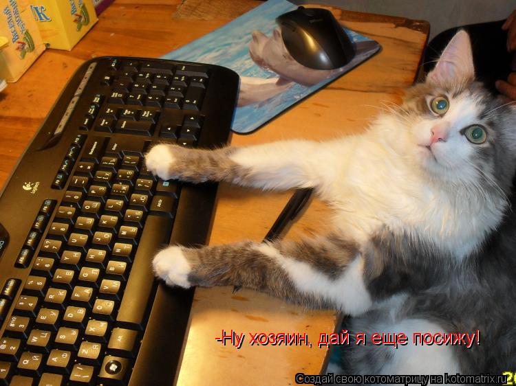 -Ну хозяин, дай я еще посижу! -Ну хозяин, дай я еще посижу!... Котоматрица: -Ну хозяин, дай я еще посижу! -Ну хозяин, дай я еще посижу!