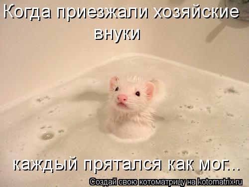 внуки каждый прятался как мог... Когда приезжали хозяйские... Котоматрица: внуки каждый прятался как мог... Когда приезжали хозяйские