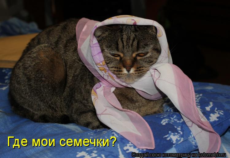 Где мои семечки?... Котоматрица: Где мои семечки?